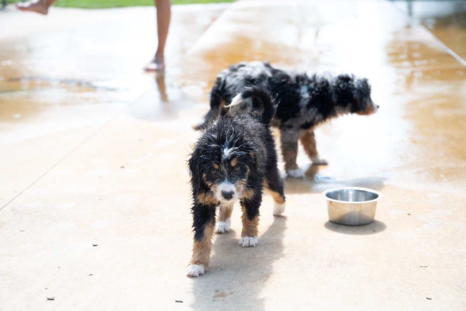 Natural Tick Prevention For Dogs | Professional Dog Training | Training That Lasts