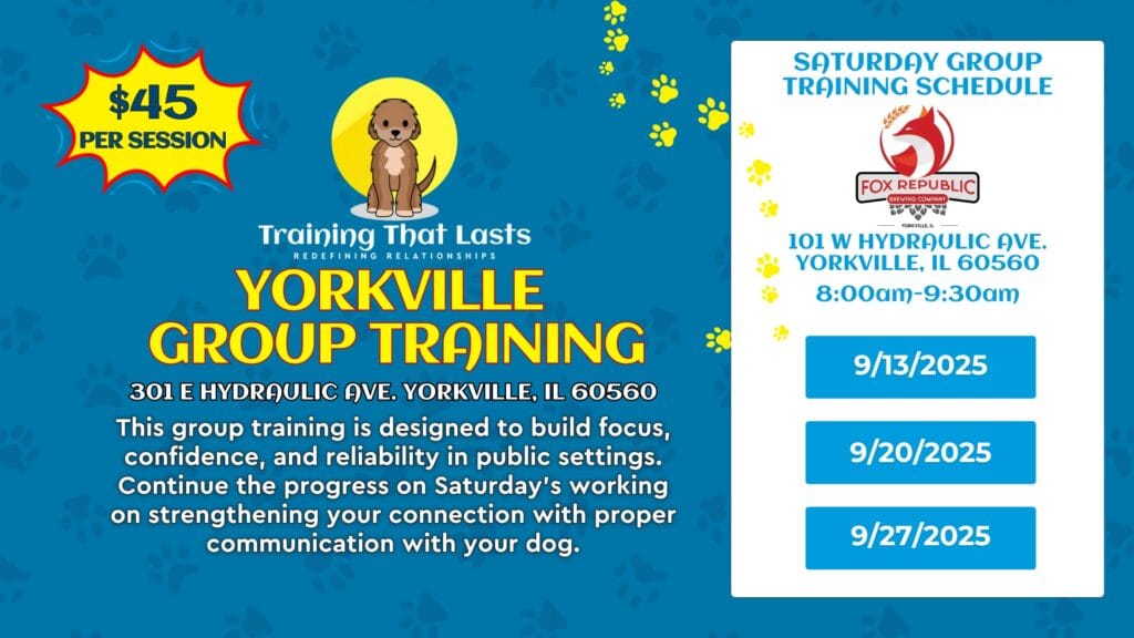 September Group Dog Training | Saturday'S In Yorkville With Ttl - Training That Lasts September Group Dog Training | Saturday'S In Yorkville With Ttl Group Dog Training, Local Events, Yorkville Group Training