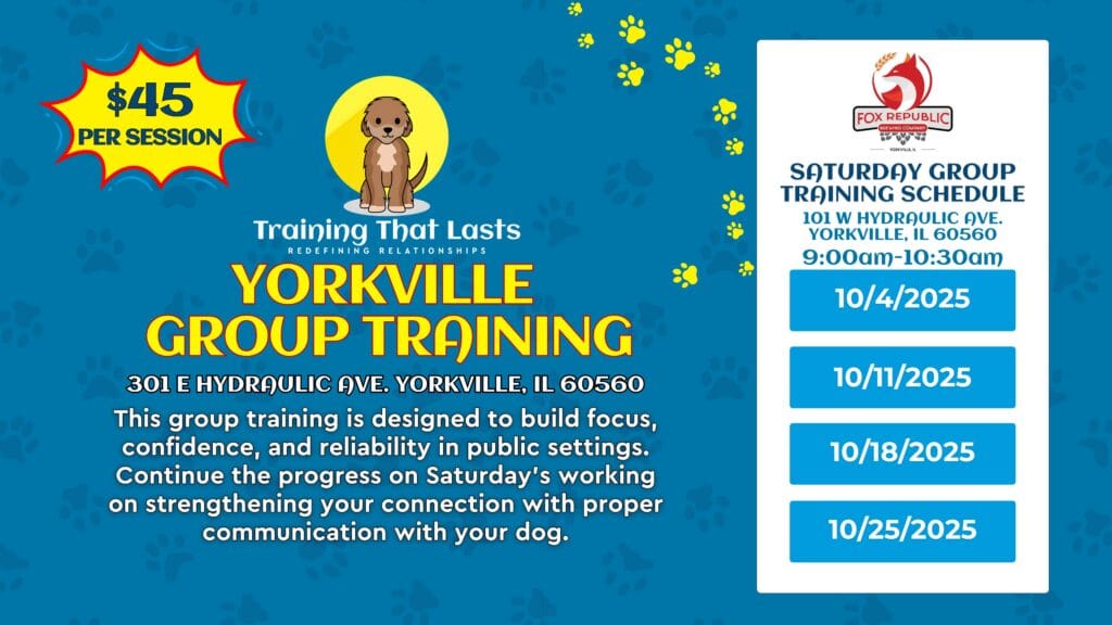 Yorkville Group Dog Training On Saturdays In October For Structured Socialization