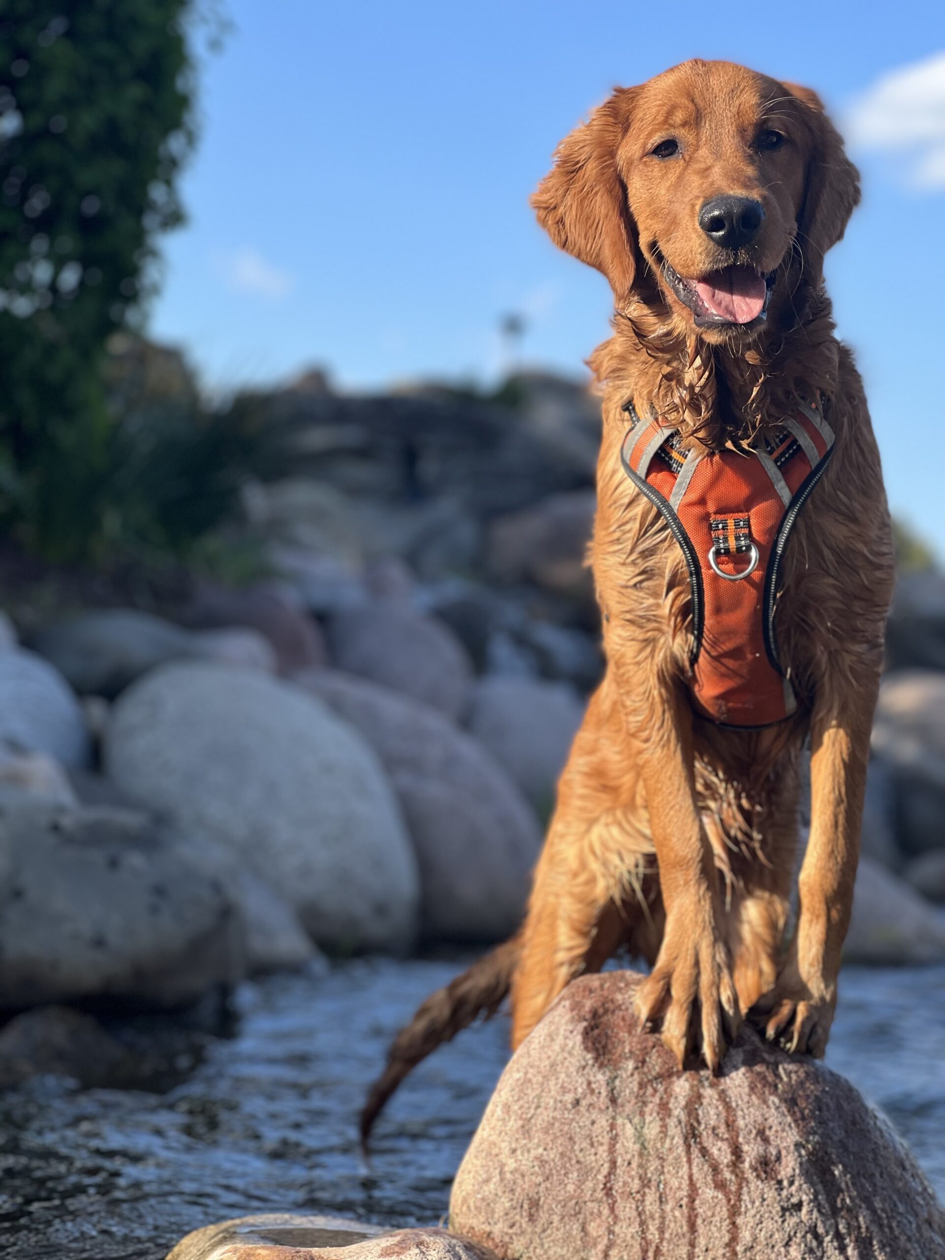 Training-a-golden-retriever-with-training-that-lasts