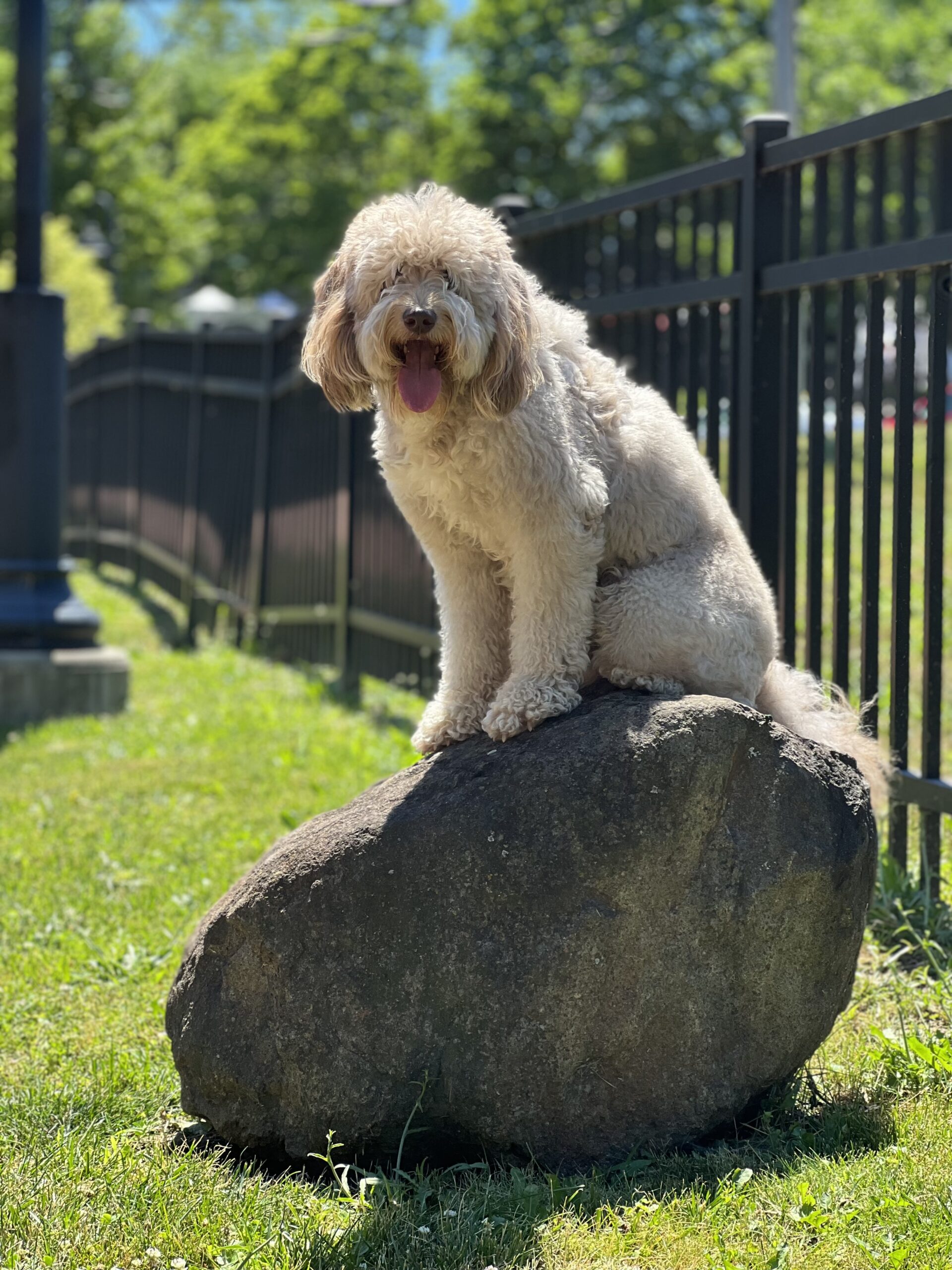 Training-a-Golden-Doodle-With Training-That-Lasts