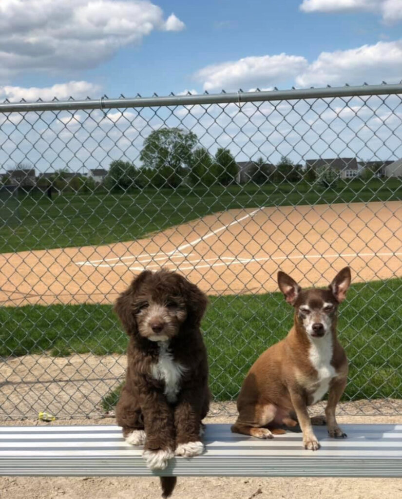 dogs-with-good-behavior-and-training