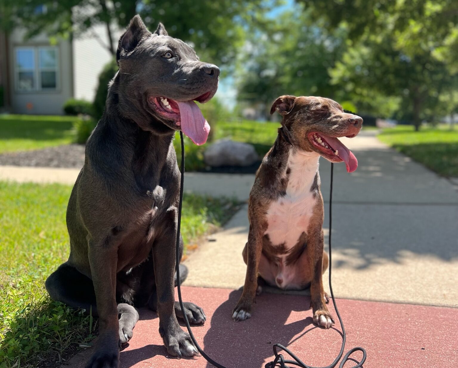 Two Dogs Training That Lasts has trained In Yorkville Illinois.