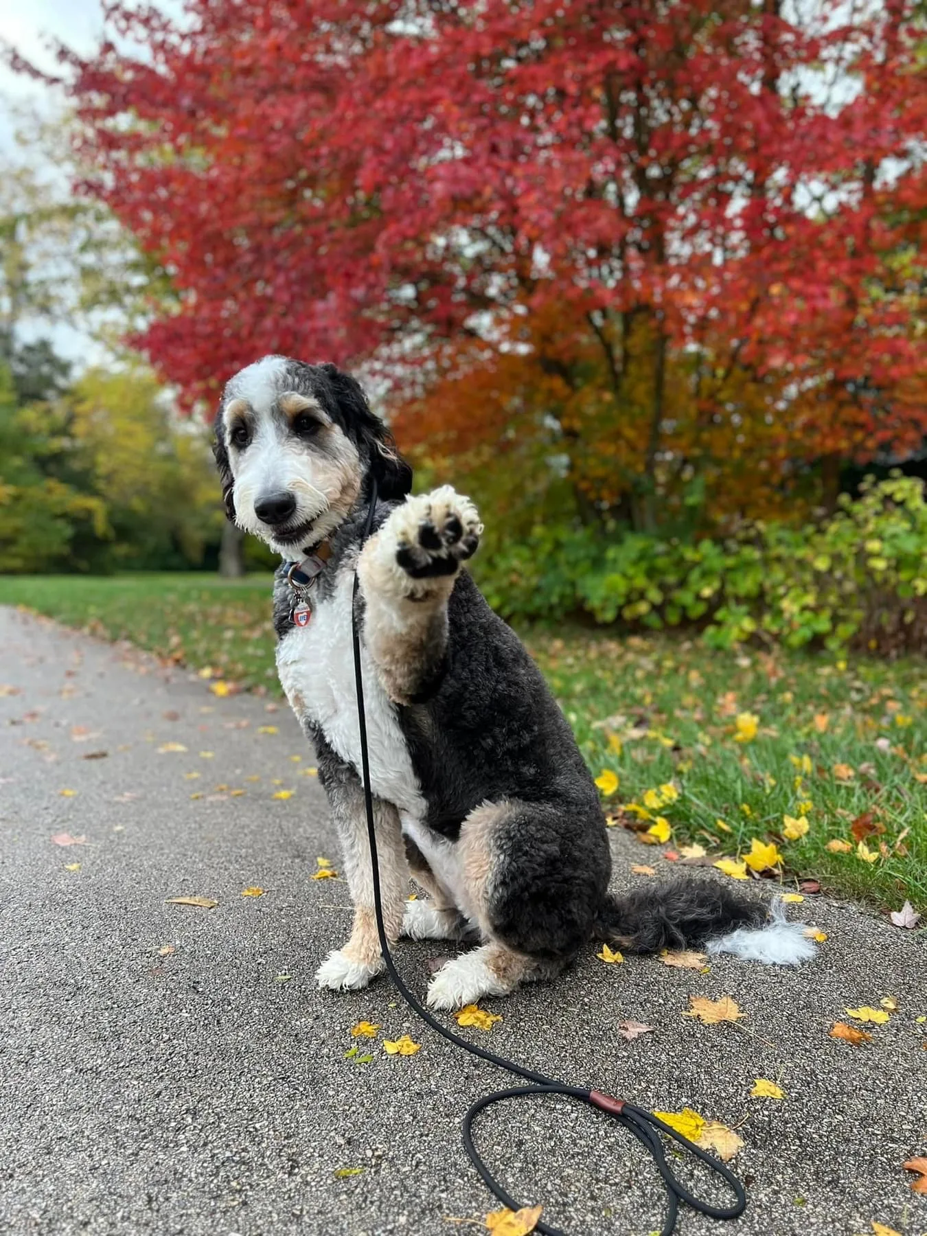 About Us - Training That Lasts Dog Training Cute Bernedoodle On A Structured Walk With Tyler