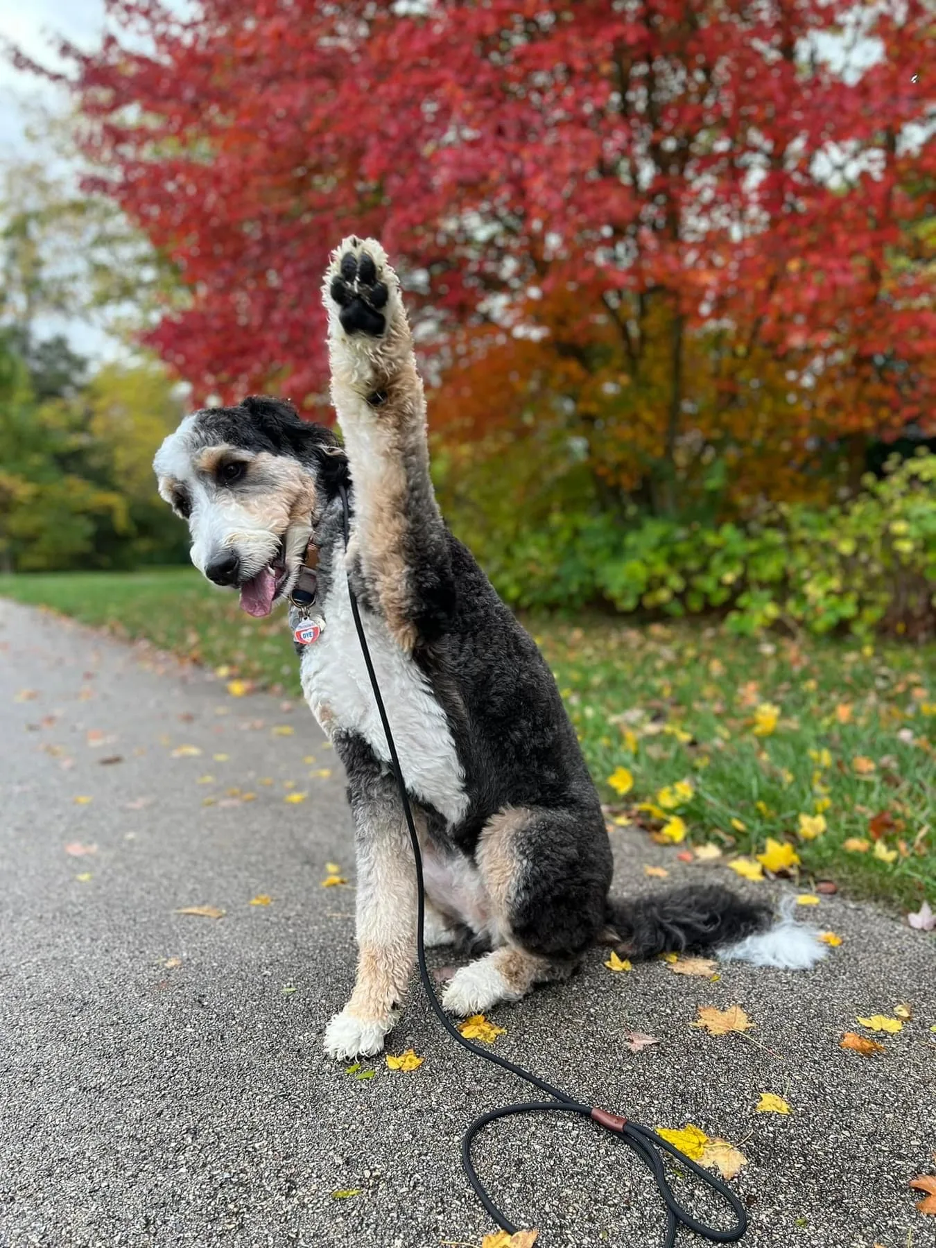 About Us - Training That Lasts Dog Training A Bernedoodle Waving Hello After A Structured Walk With Tyler Morrick