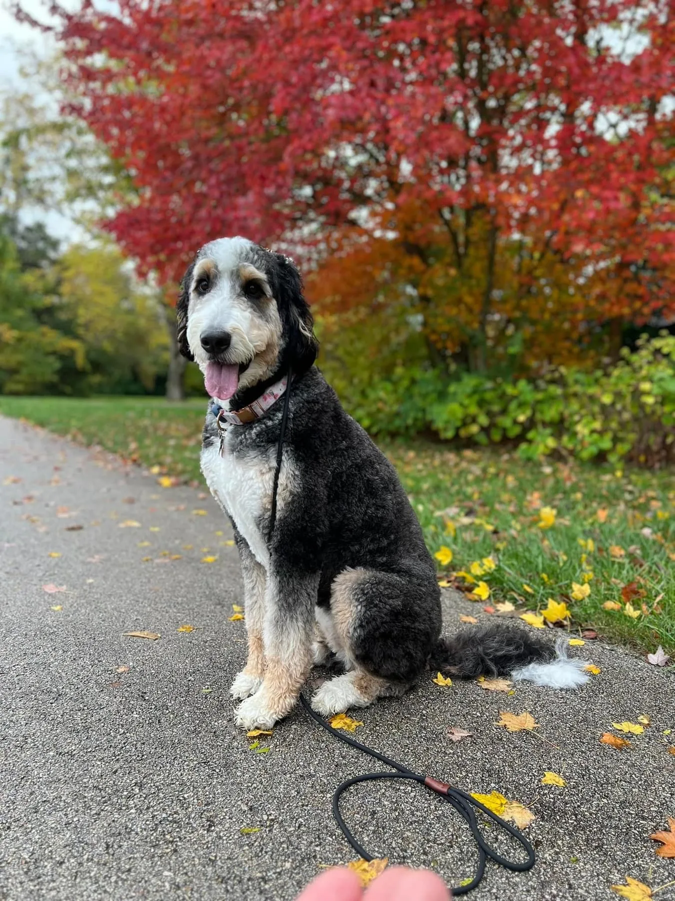 About Us - Training That Lasts Dog Training A Well Trained Bernedoodle Sitting On Sidewalk