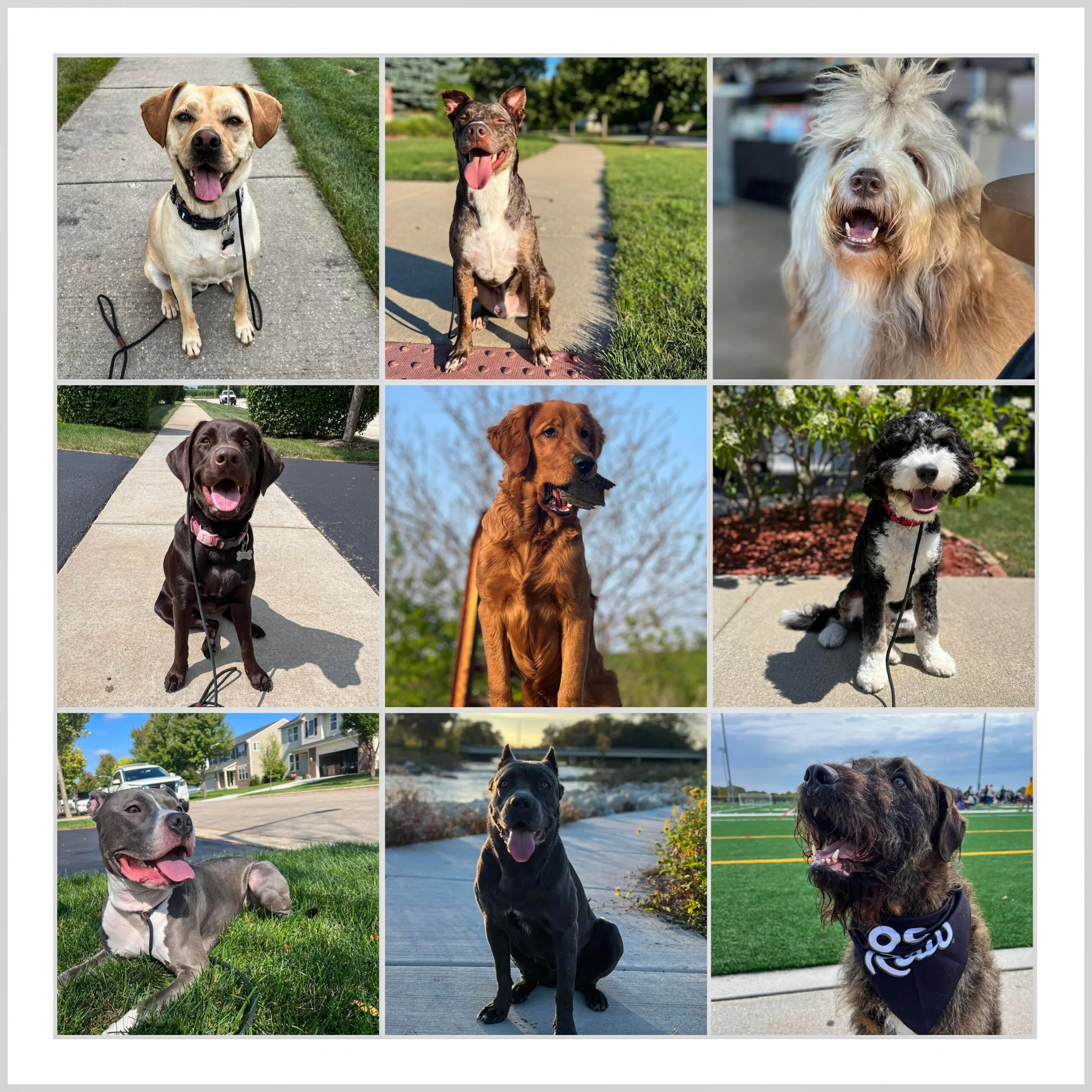 A Structured Dog Walk 101