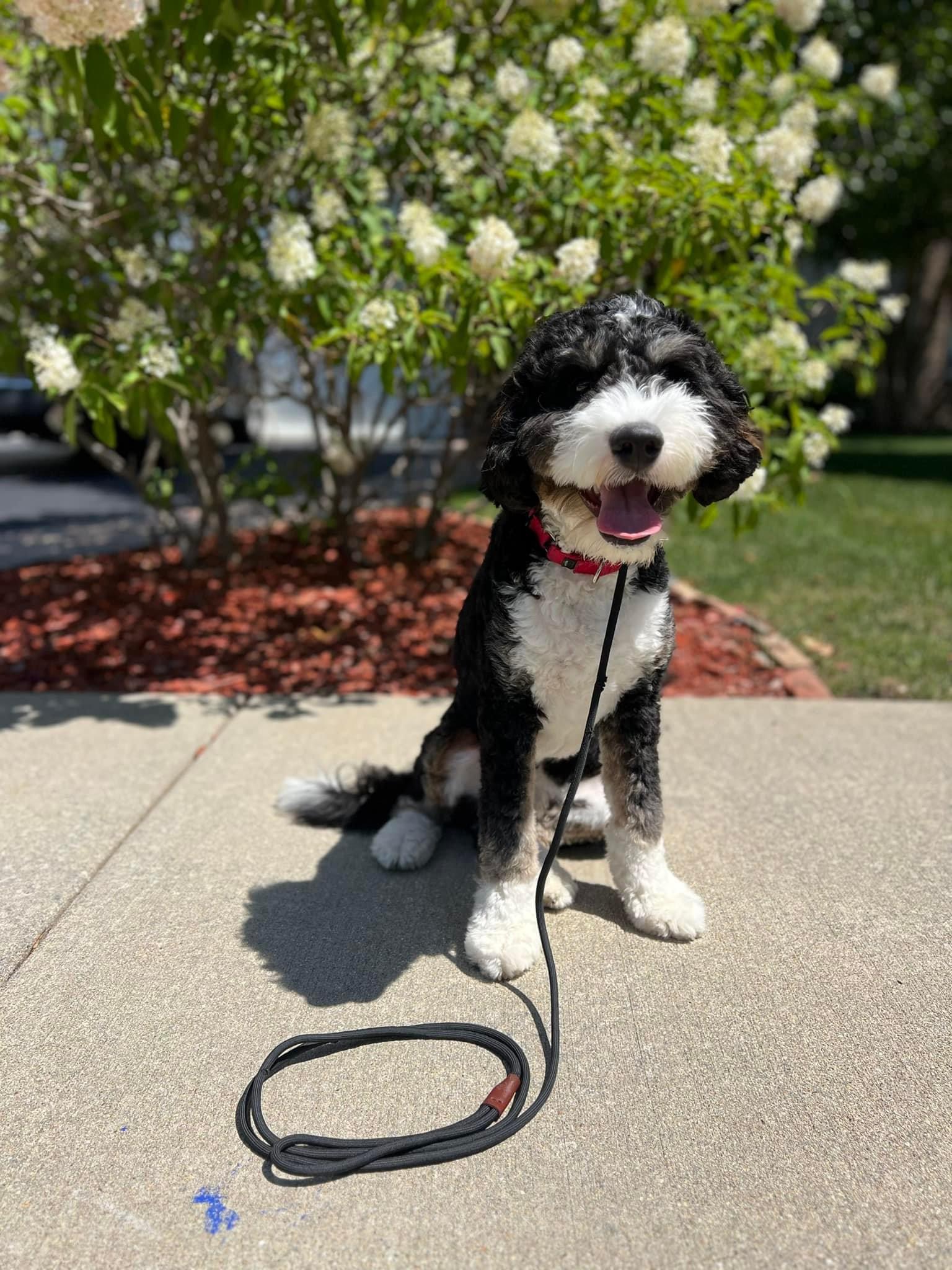 Training-That-Lasts-Happy-Dog-After-Walk