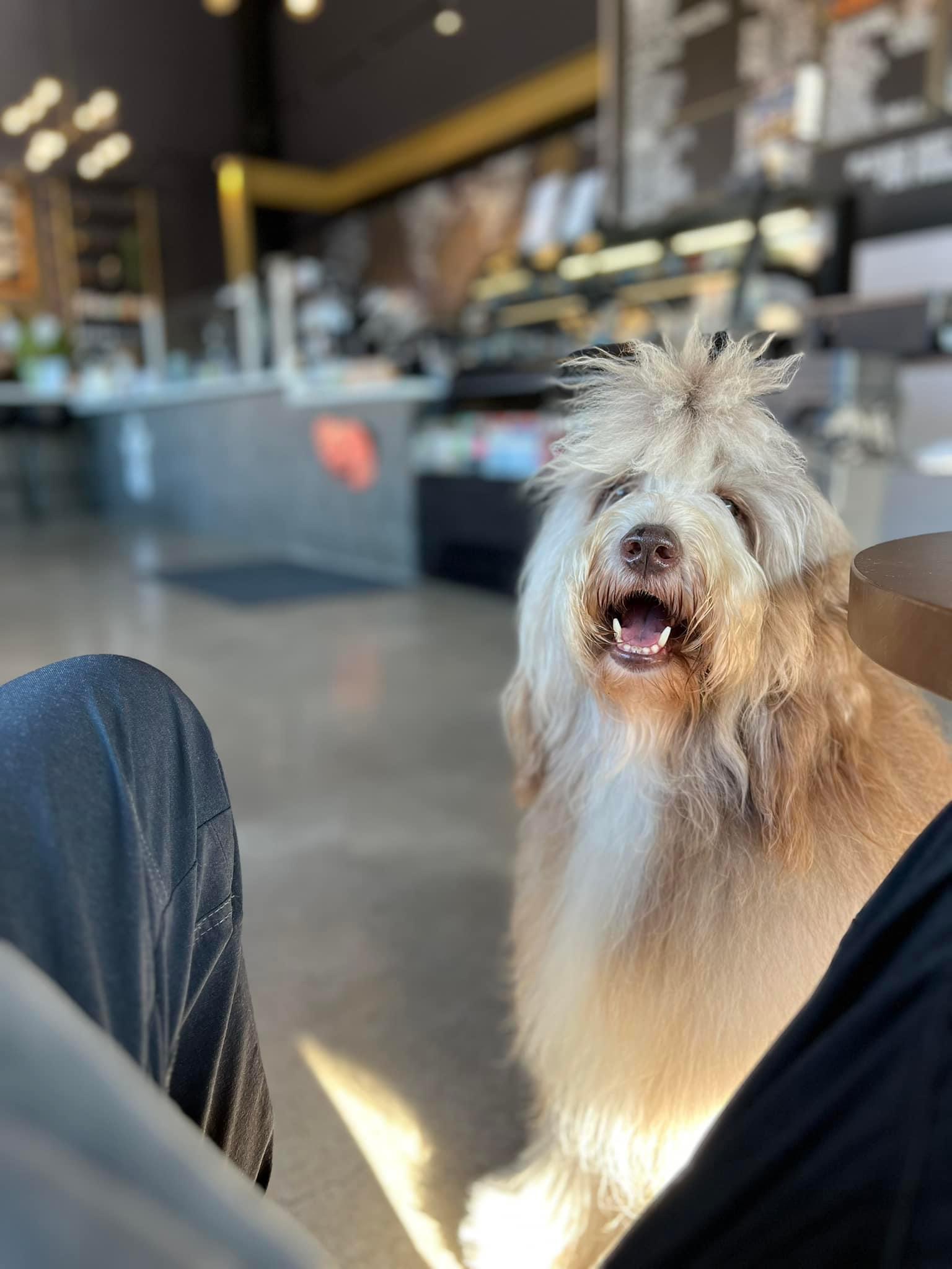 Training-That-Lasts-Happy-Dog-Inside-Starbucks