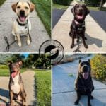 How to establish in home boundaries for your new dog or puppy.