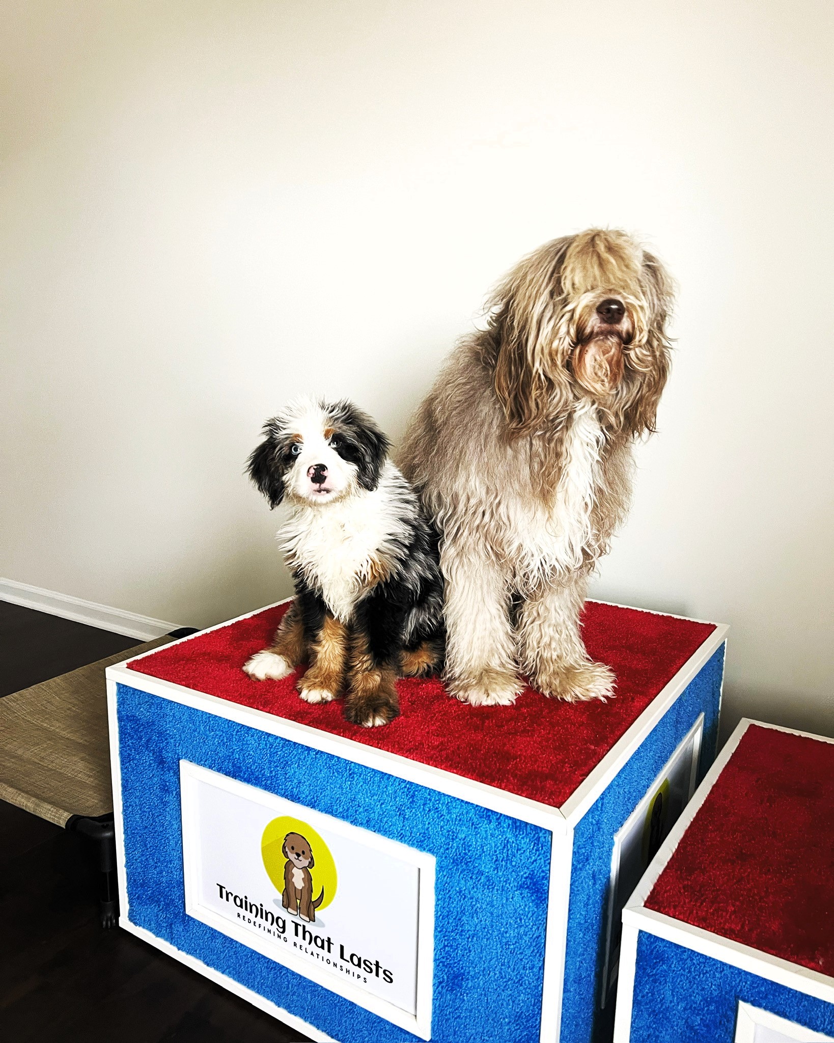 A bernedoodle puppy and adult goldendoodle sitting on the training box smiling.