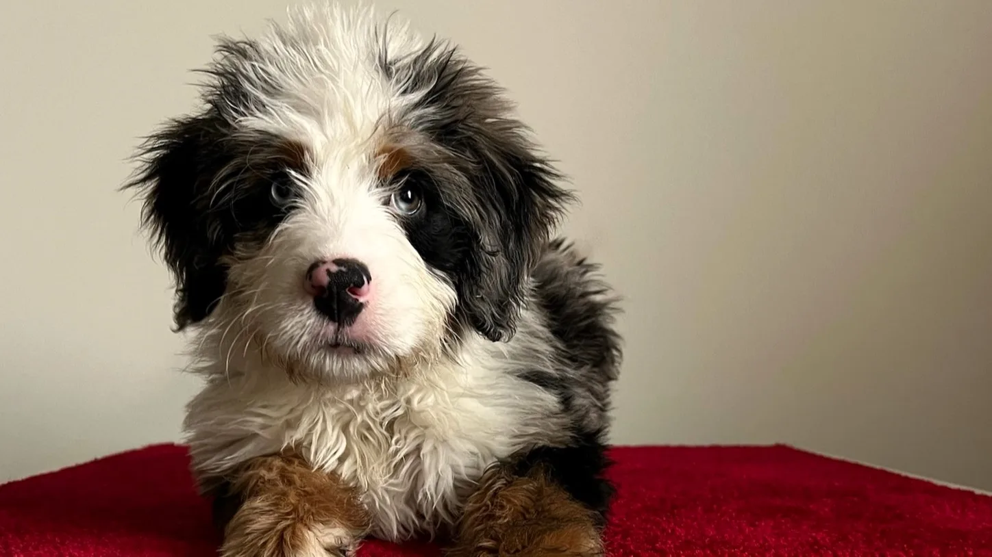 How-To-Train-Your-Puppy