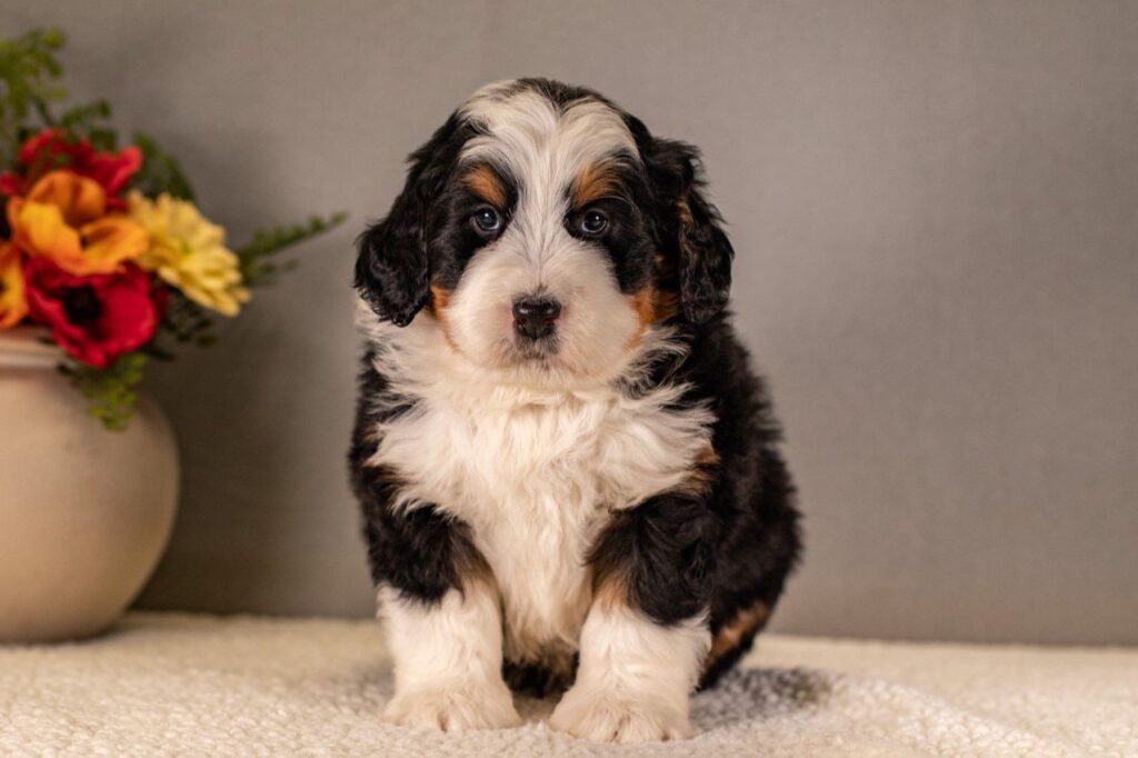 Trained-Dogs-For-Adoption-Hoosier-Canine-and-Training-That-Lasts-F1-Bernedoodle