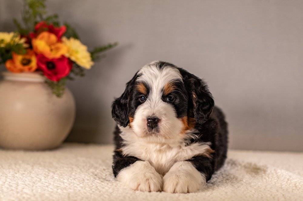 Trained-Dogs-For-Adoption-Hoosier-Canine-and-Training-That-Lasts-Bernedoodle