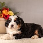 Trained Bernedoodle Puppy from Hoosier Canines