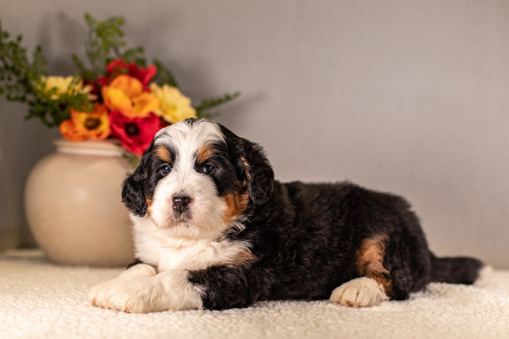 Trained-Dogs-For-Adoption-Hoosier-Canine-and-Training-That-Lasts