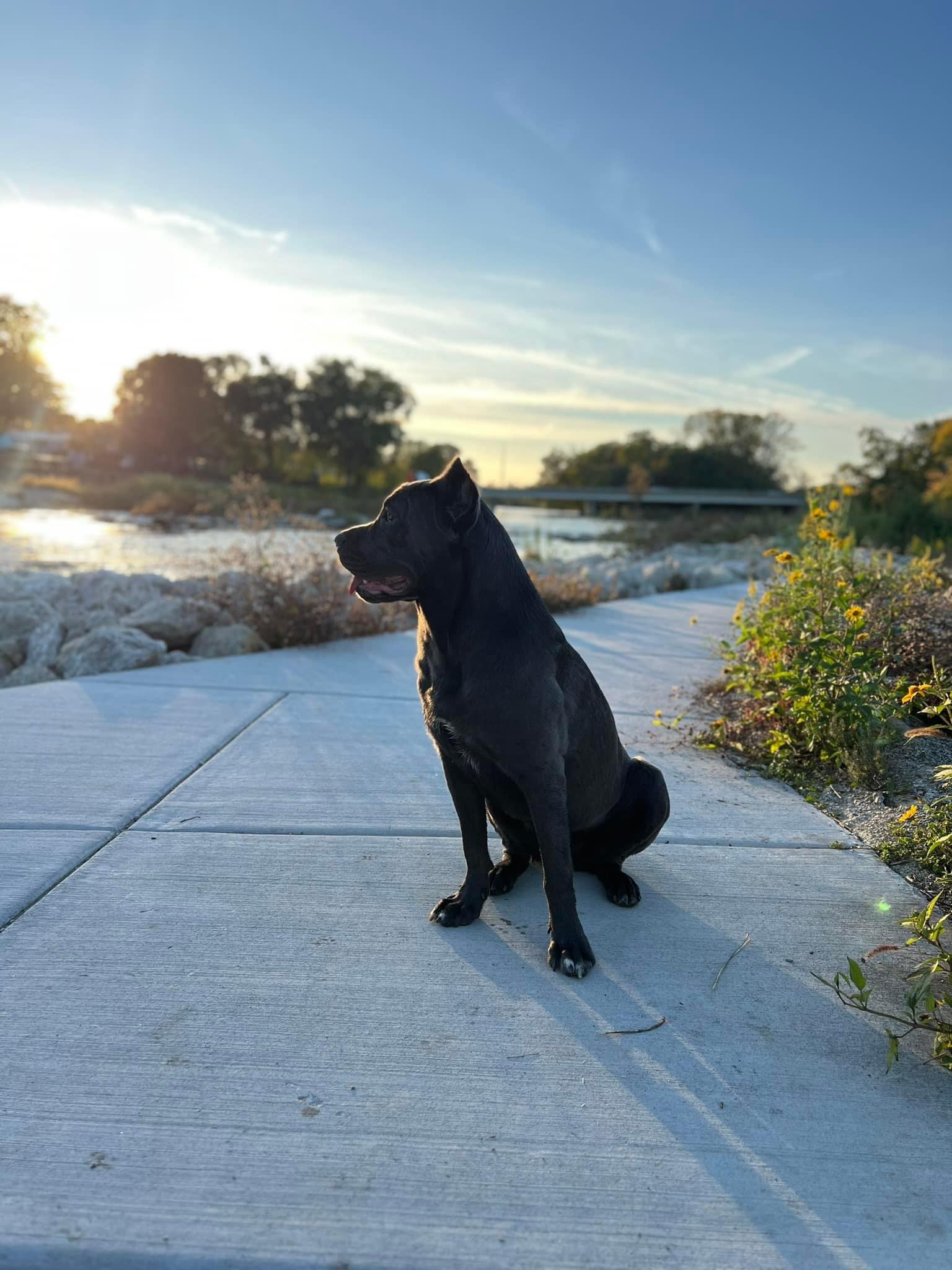 Cane Corso On A Structured Walk