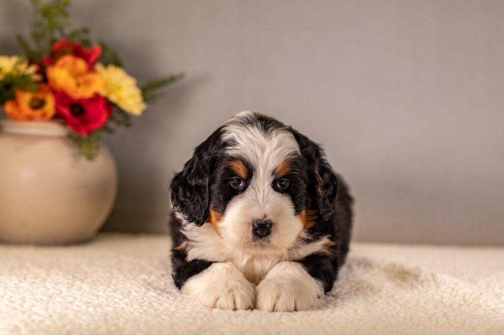 Trained-Dogs-For-Adoption-Hoosier-Canine-and-Training-That-Lasts-F1-Bernedoodle-and-Cute-Puppy