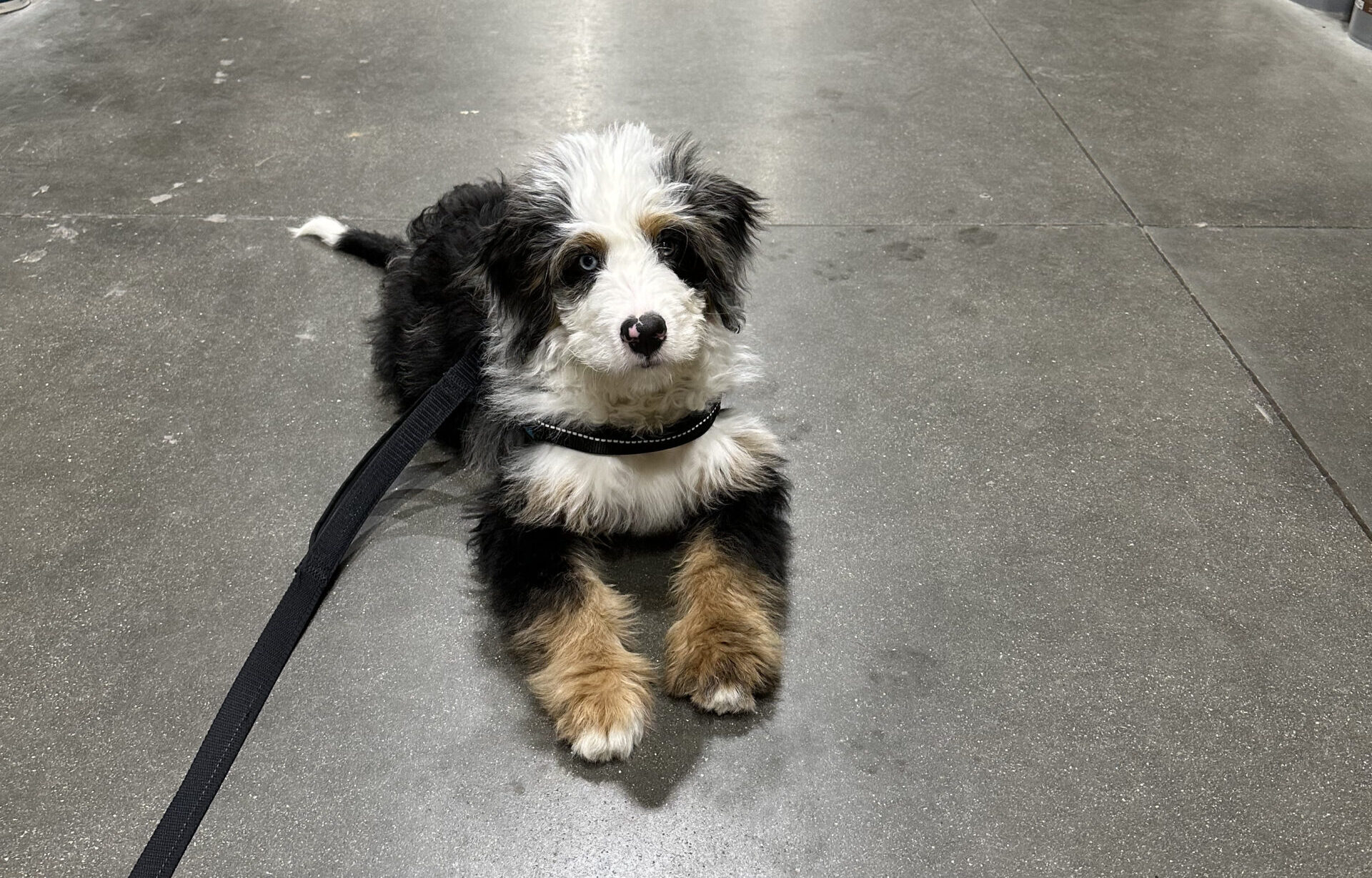 Puppy training at home depot to create real life scenerios and distractions to help channel this bernedoodle puppies attention.