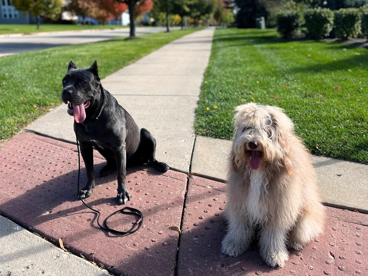 Structured Walks Are Training Sessions That Promote Obedience And Calm Behavior.