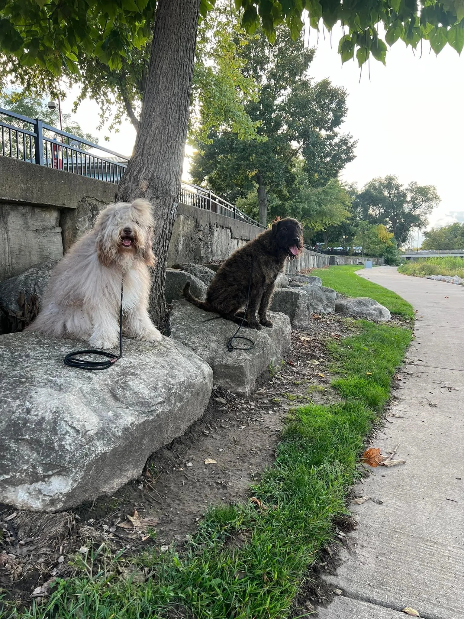 One Goldendoodle And A Bernedoodle Trained To Stay On A Large Rock Off The Leash