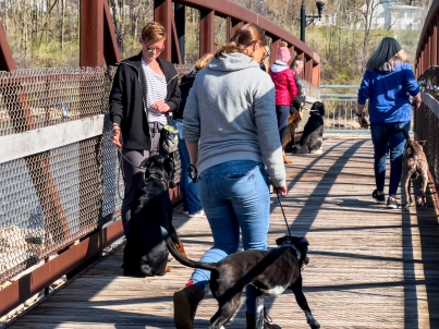 Training-your-dog-on-a-bridge-with-other-people