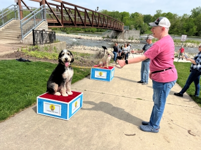 Group-Training-for-Dogs-of-all-ages-and-breeds-on-a-box