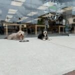 The-Importance-of-Communication-and-connection-with-your-dog