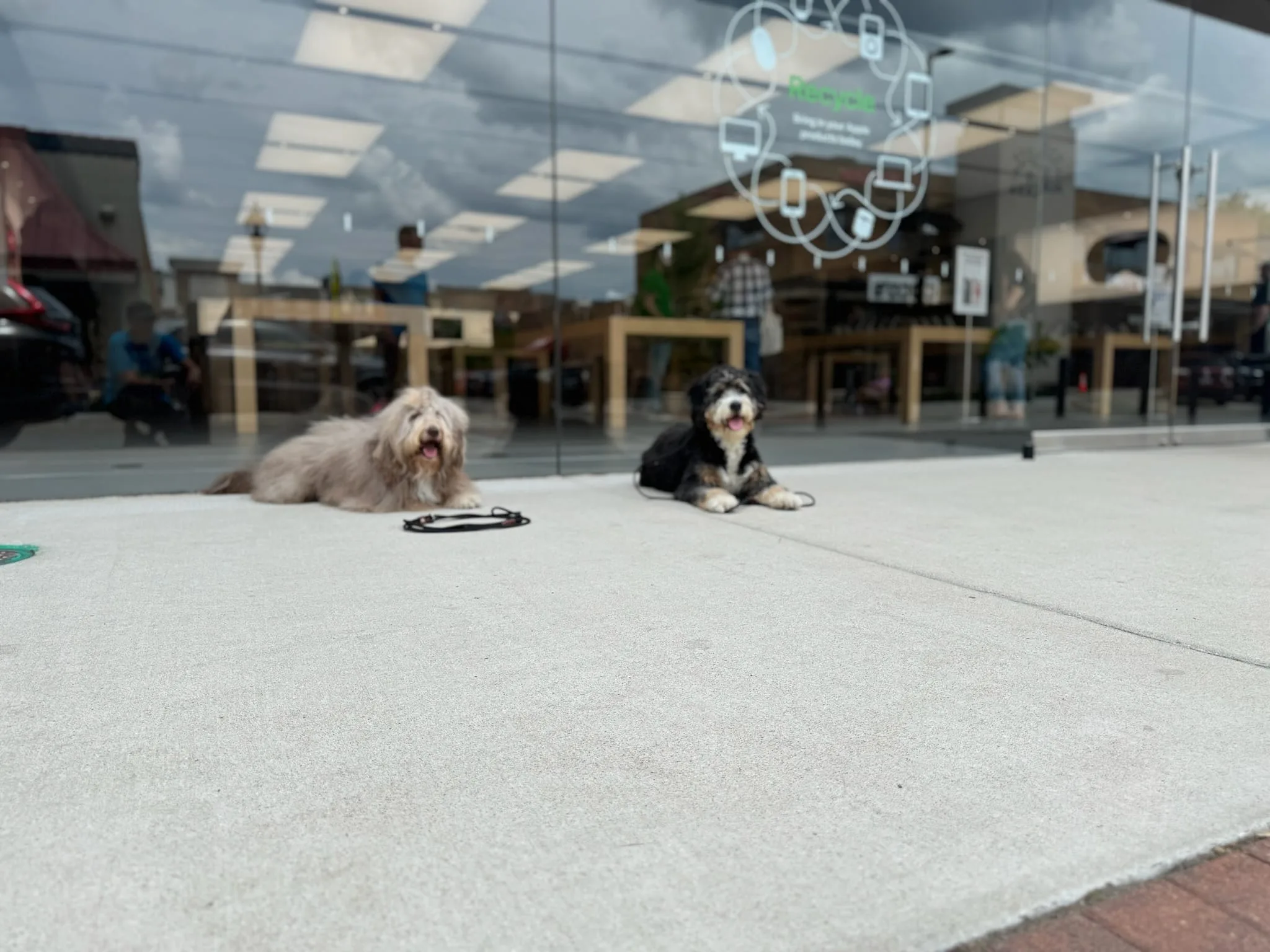 The Importance Of Connection And Communication With Your Dog