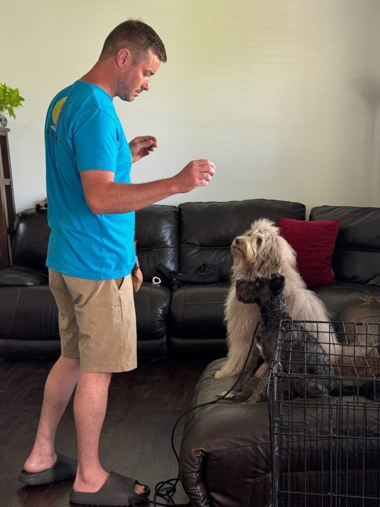 View of Consultation Assessment | Dog Behavior | Canine Training