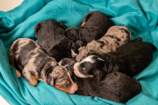 Cute-Bernedoodle-Puppies-Sleeping-Together-Cuddled-Up-on-blanket