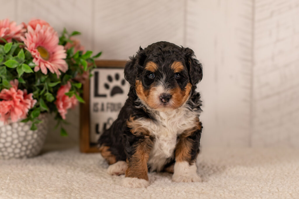 Bernedoodle-Puppy-By-Hoosier-Canines