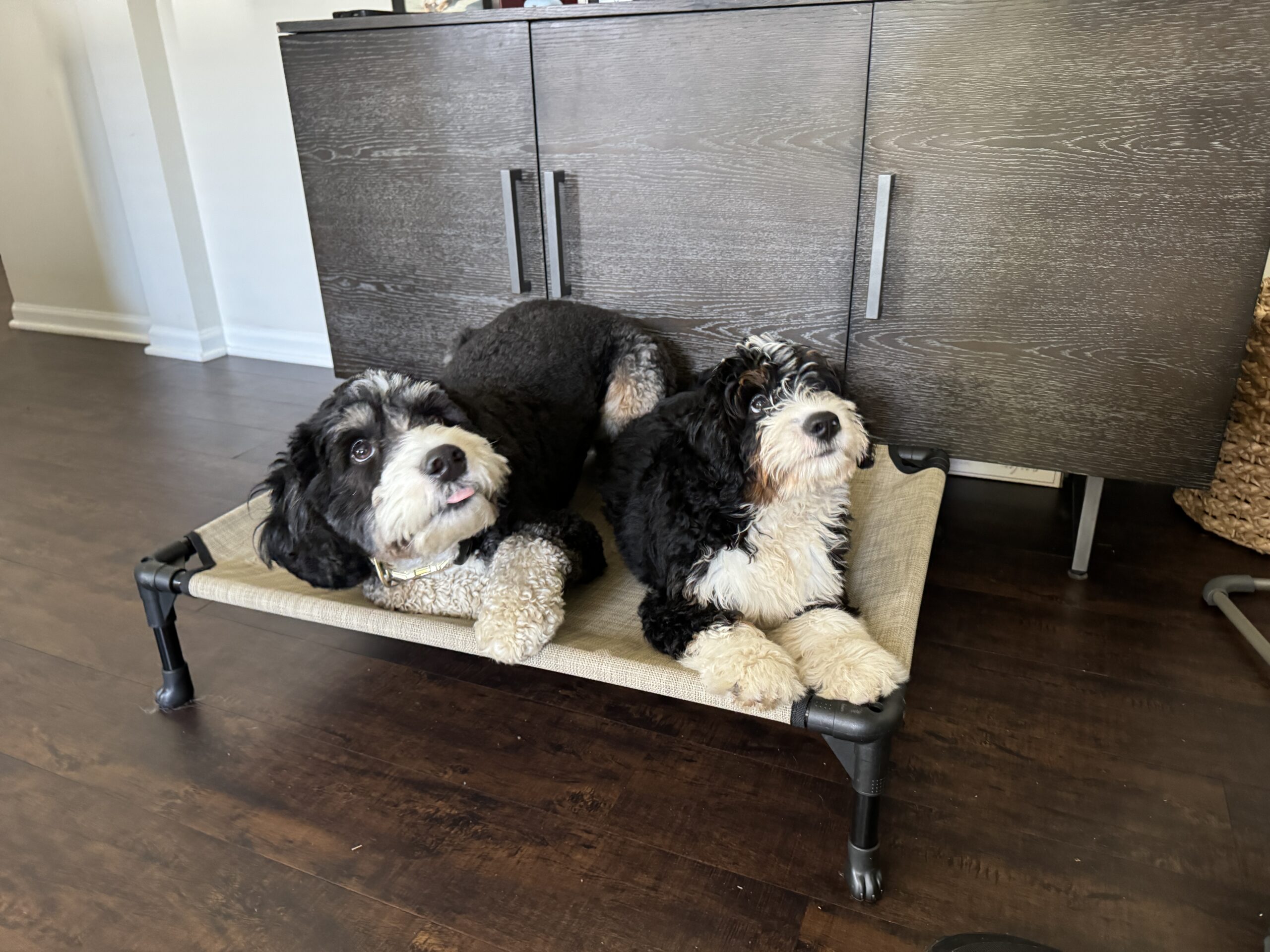 Puppy Board and Training in Yorkville and Naperville showing two dogs in training