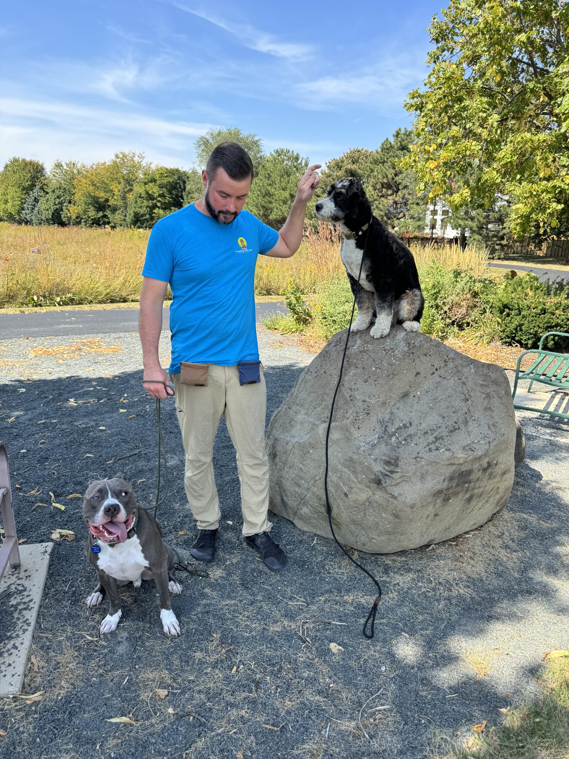 Pitbull And Bernedoodle On A Rock During A Walk