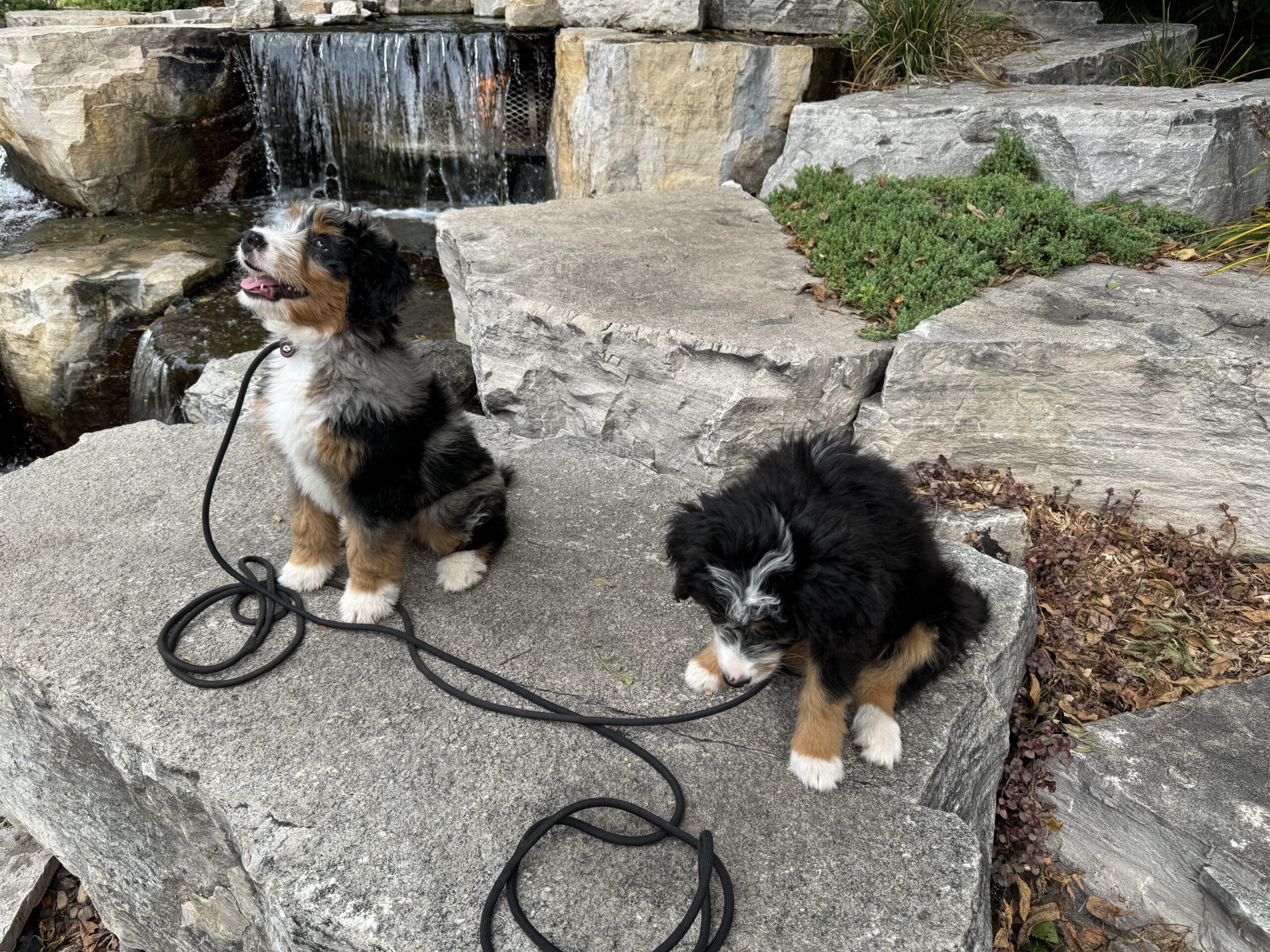 Bernedoodle Puppy Training By a waterfall off the leash