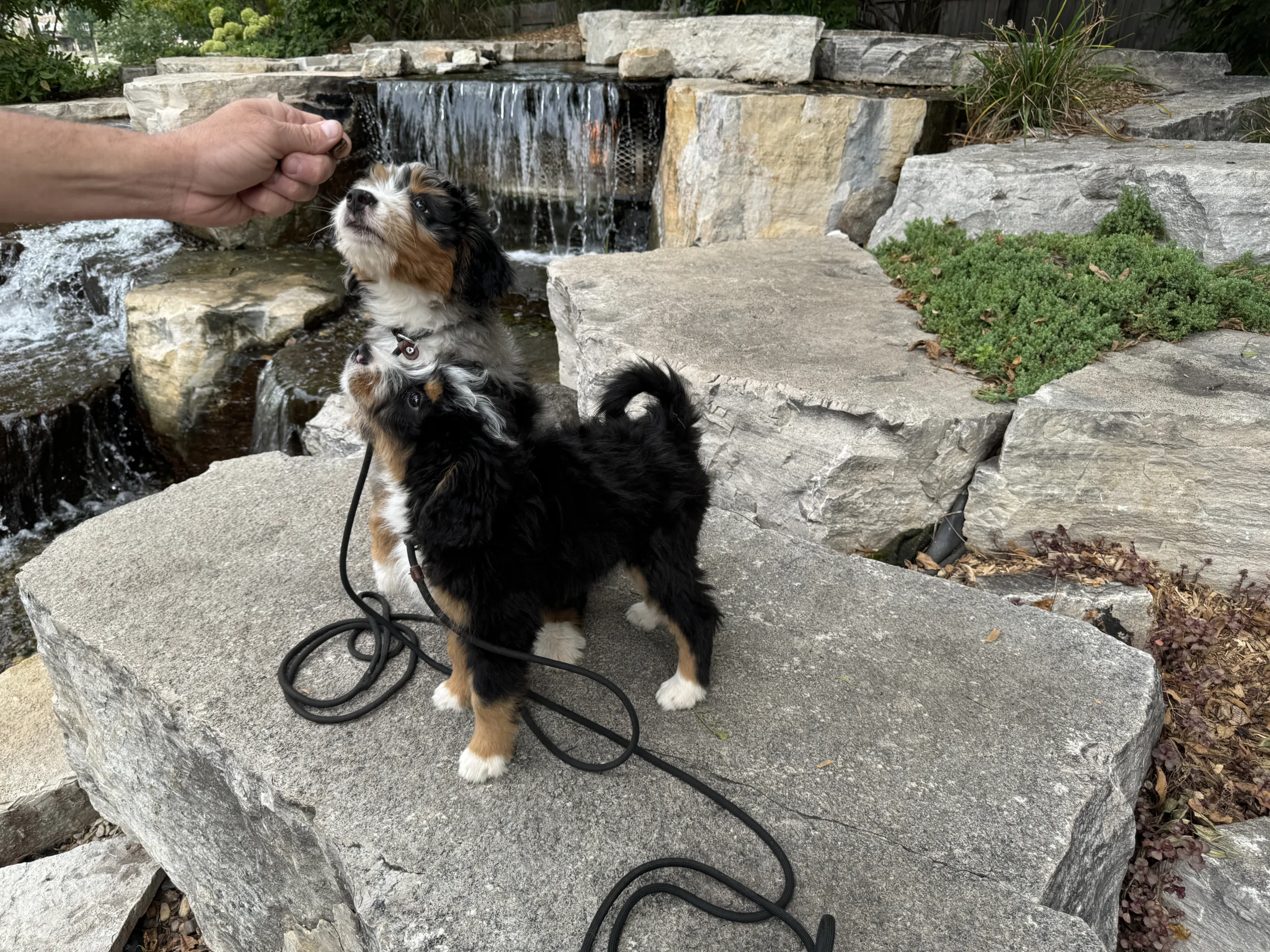 Local Dog Photographer in yorkville and oswego 6 scaled