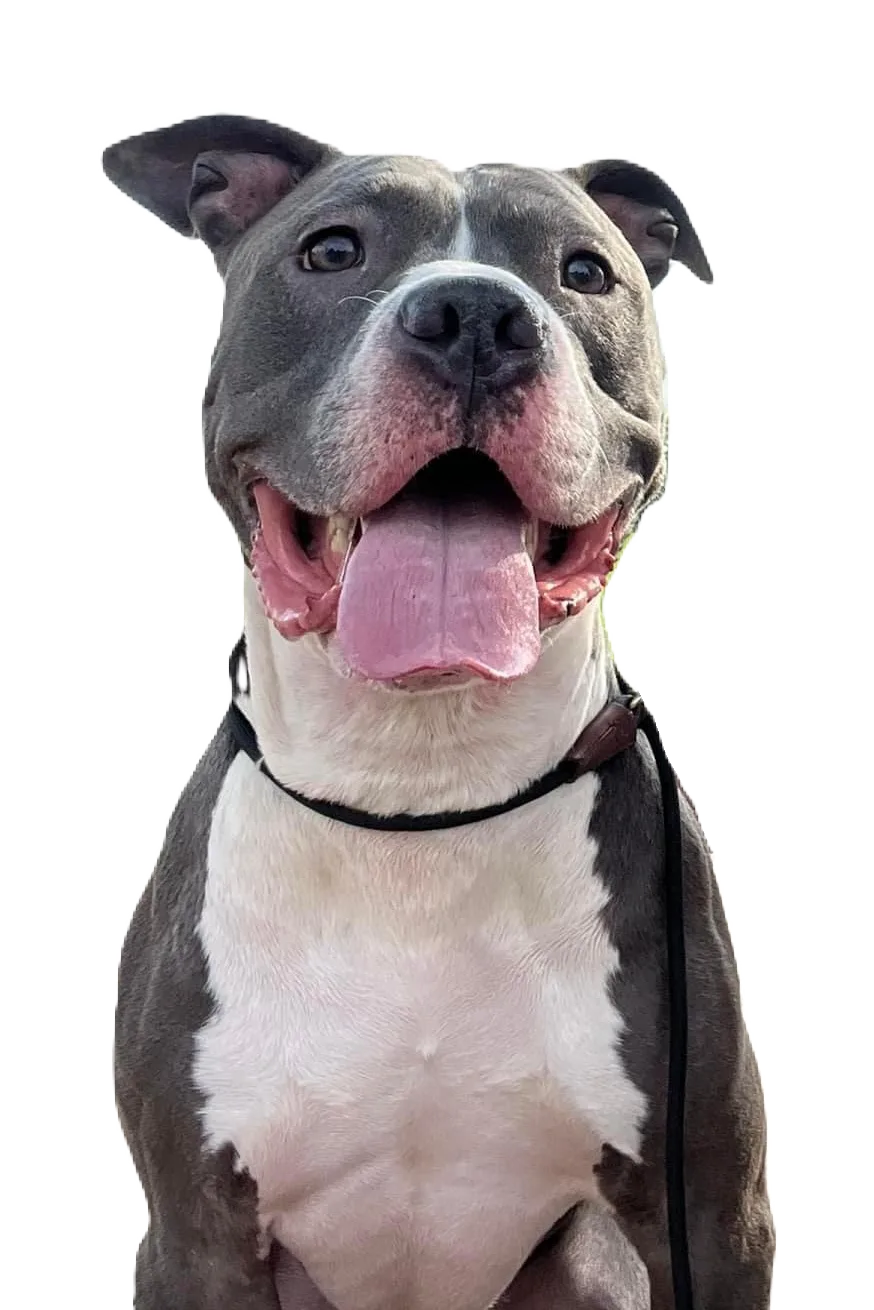 Mushu The Pitbull That Training That Lasts Helped Improve Behavior