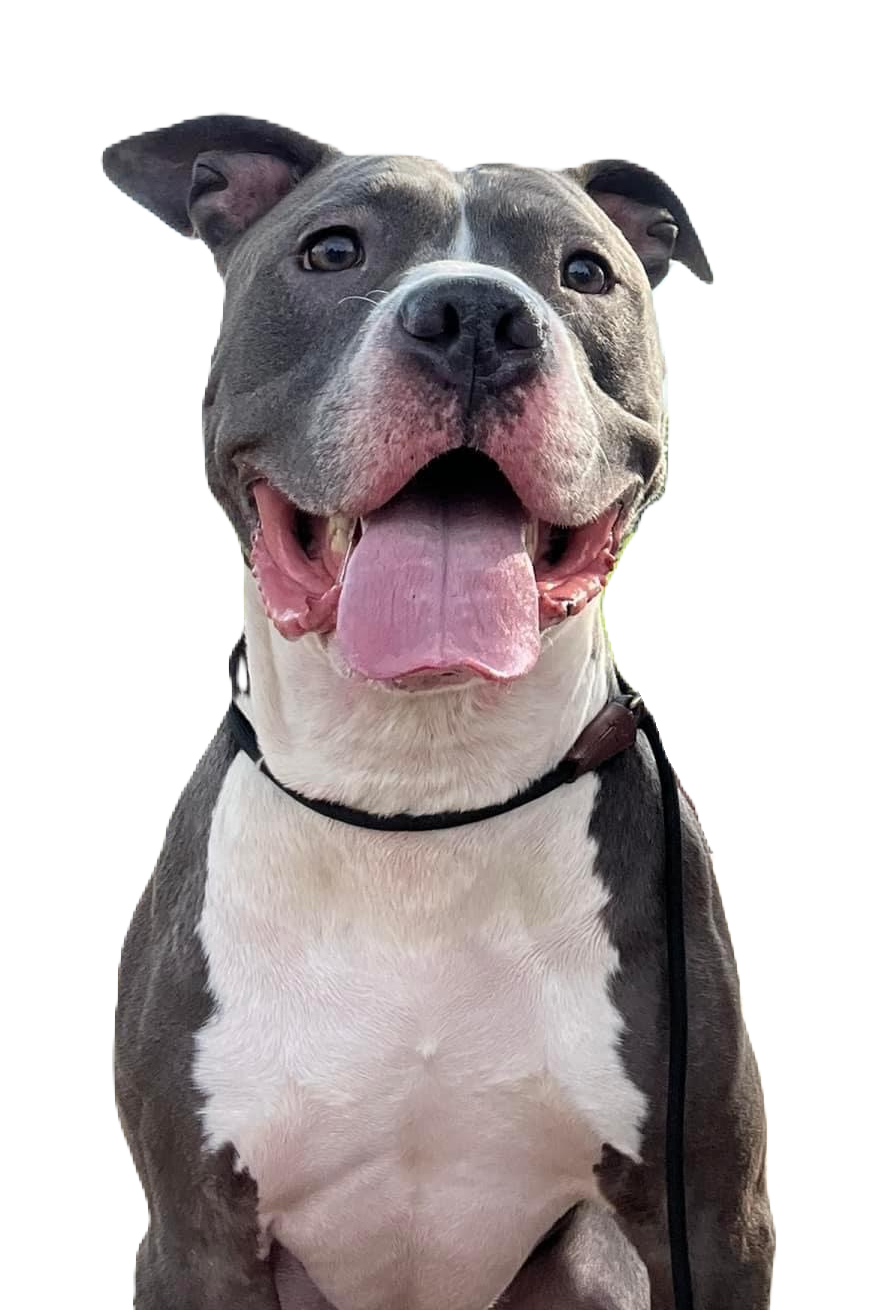 Mushu The Pitbull That Training That Lasts Helped Improve Behavior