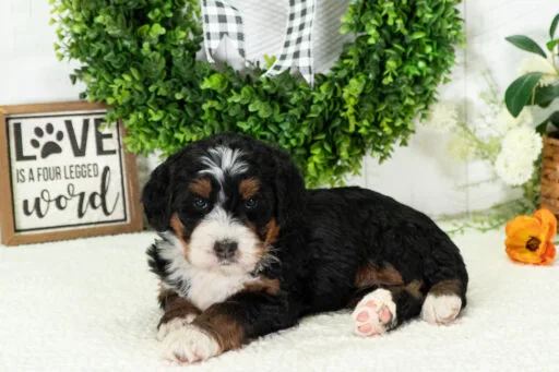 8 To 16 Week Old Puppy Socialization | The Window That Shapes Your Dog | Professional Dog Training | Training That Lasts