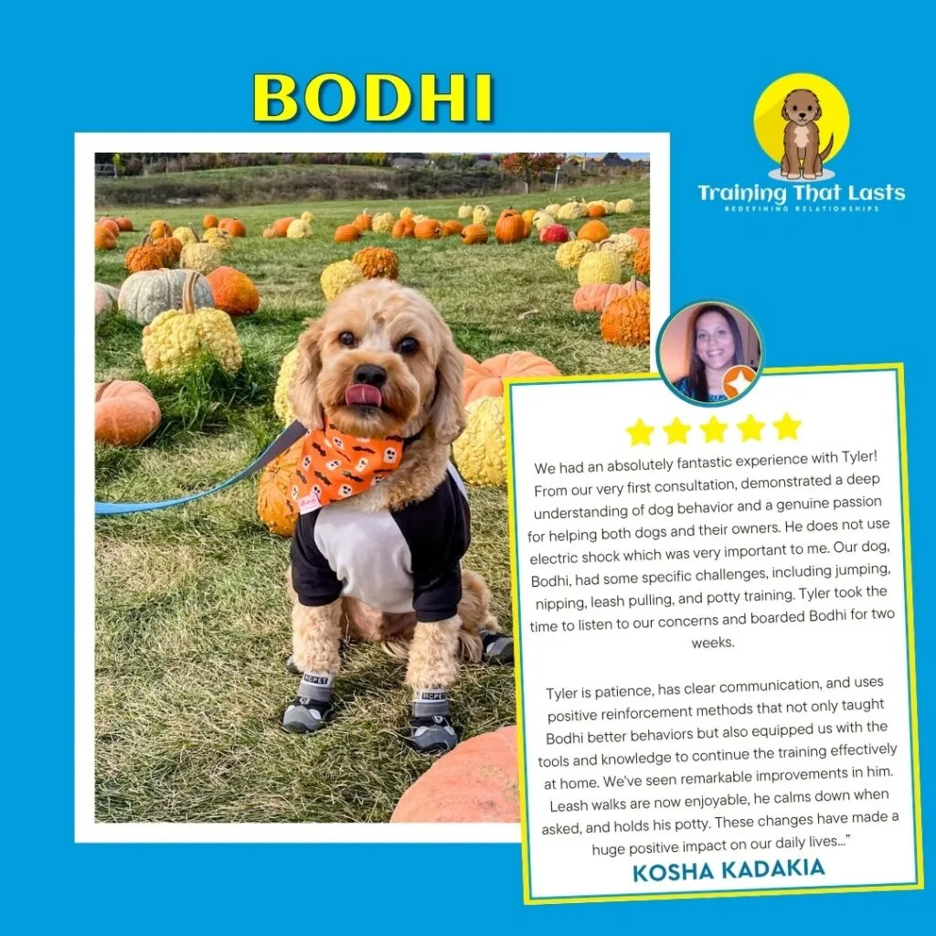Bodhi Testimonial