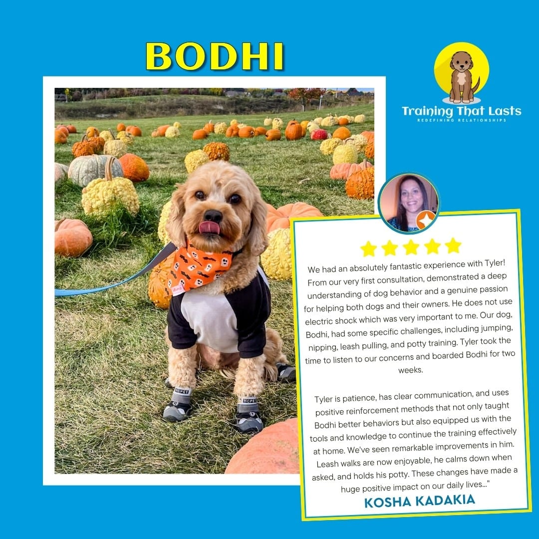 Rescue Partnership Program - Bodhi Testimonial