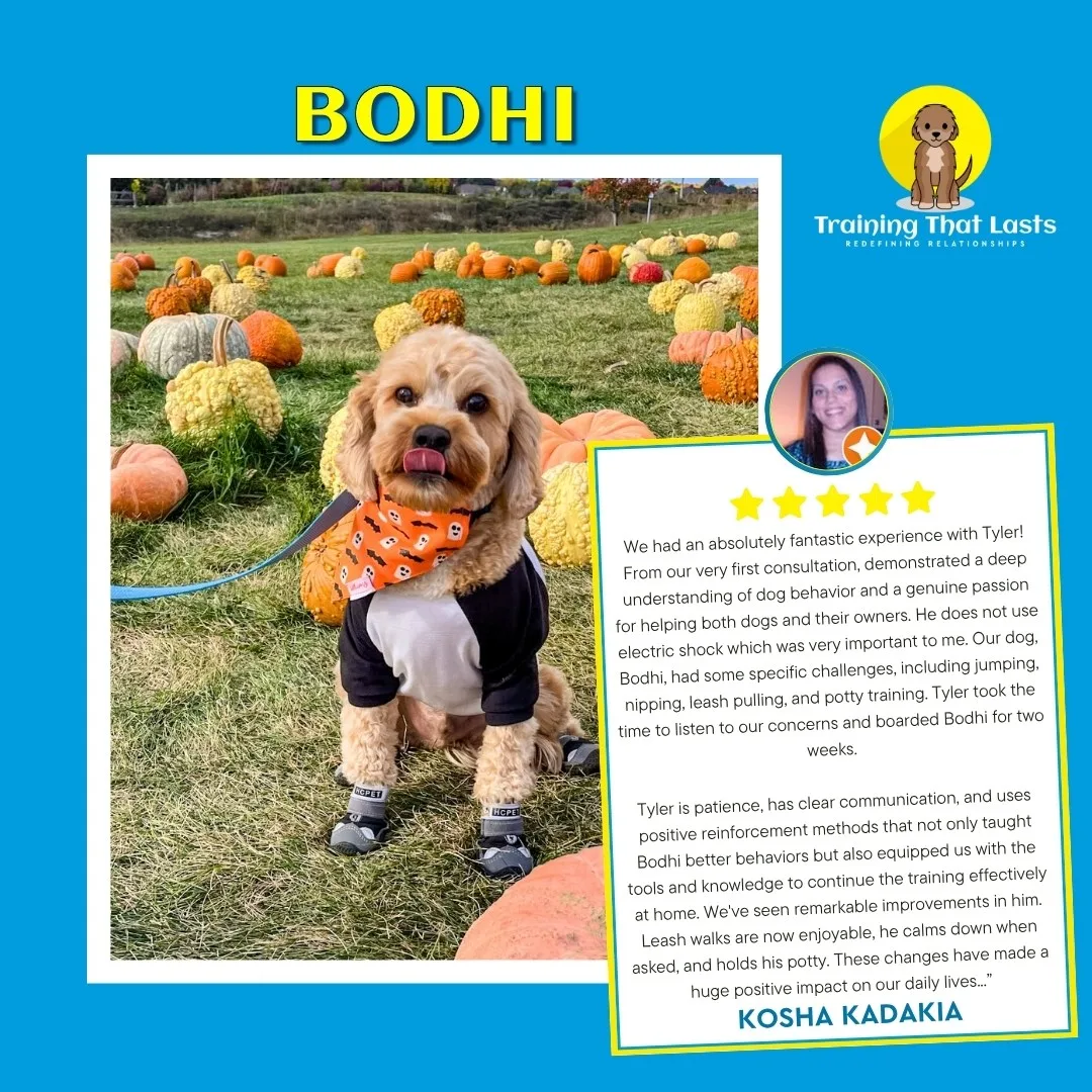 Rescue Partnership Program - Training That Lasts Dog Training Bodhi Testimonial