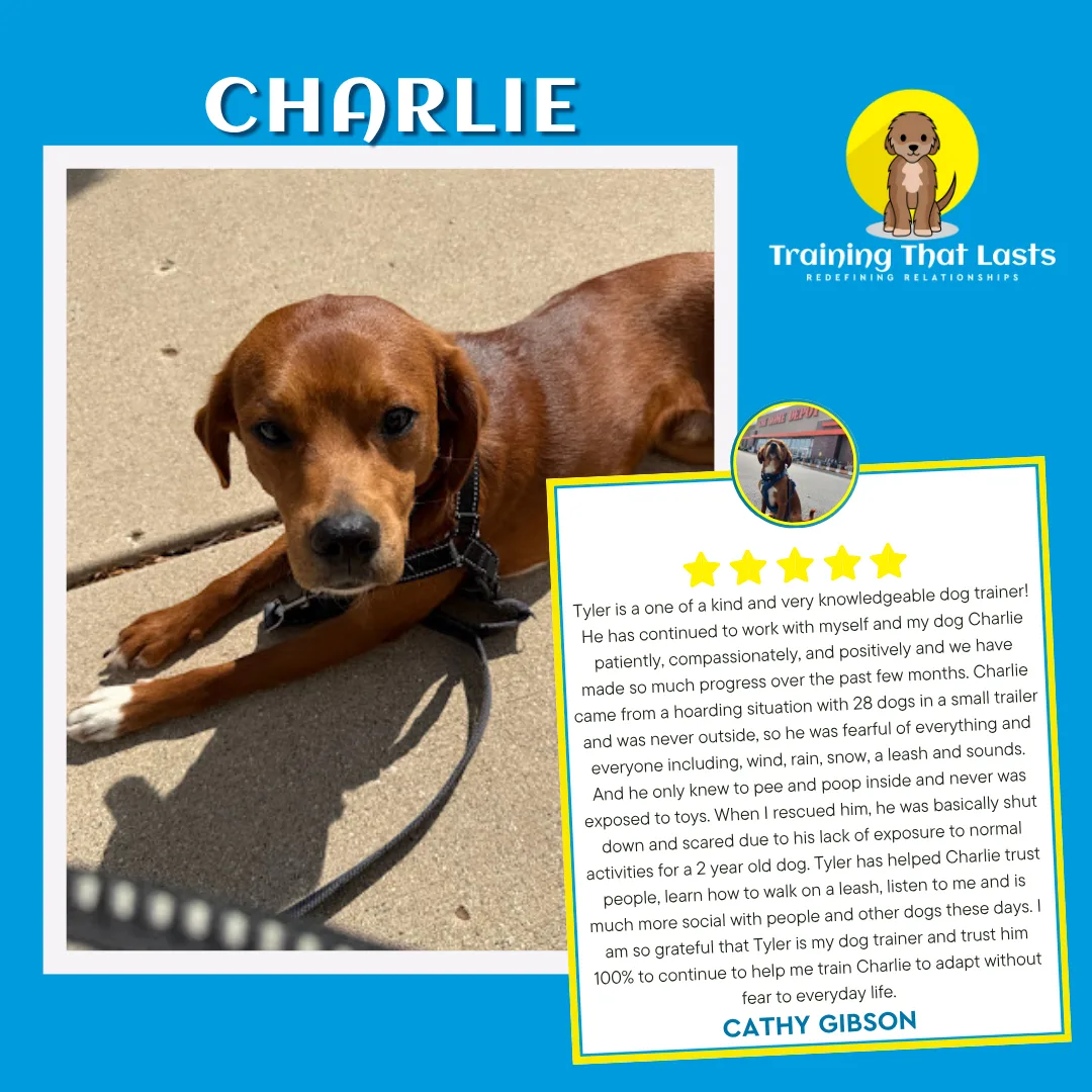 Rescue Partnership Program - Training That Lasts Dog Training Charlie (1)