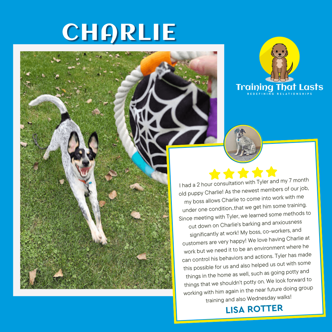 Rescue Partnership Program - Charlie