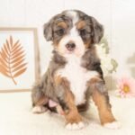 a trained F1 Mini Bernedoodle from Hoosier Canines