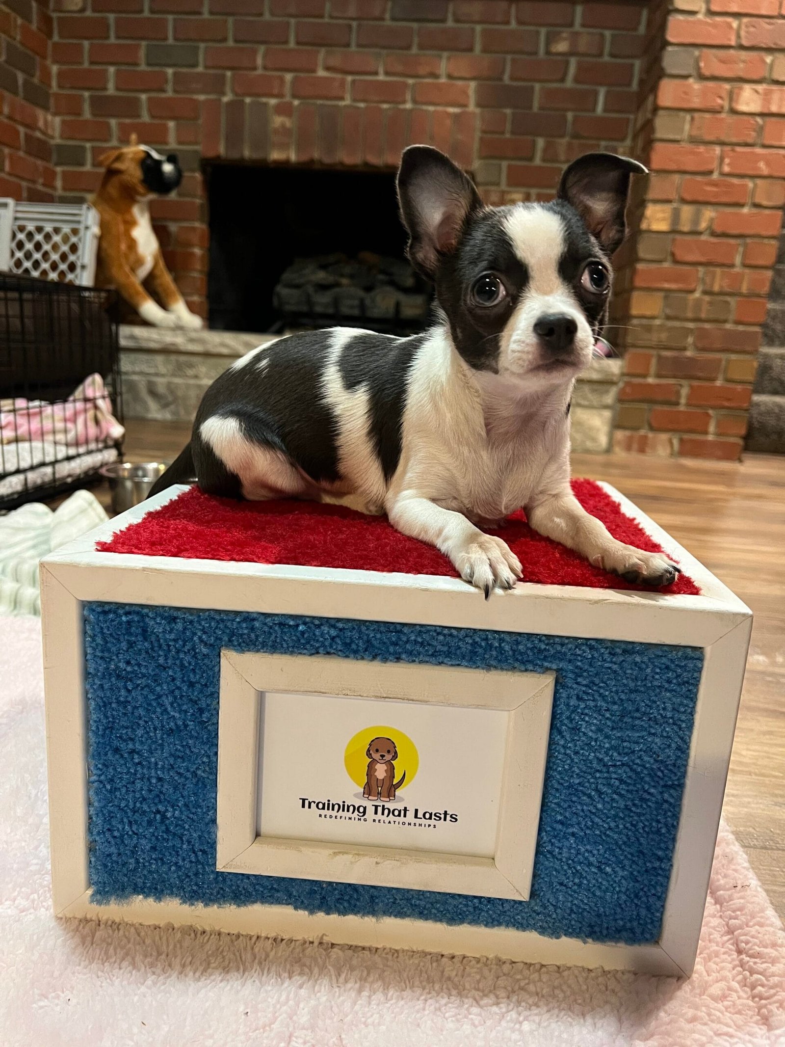 Consistent Puppy Training Schedule