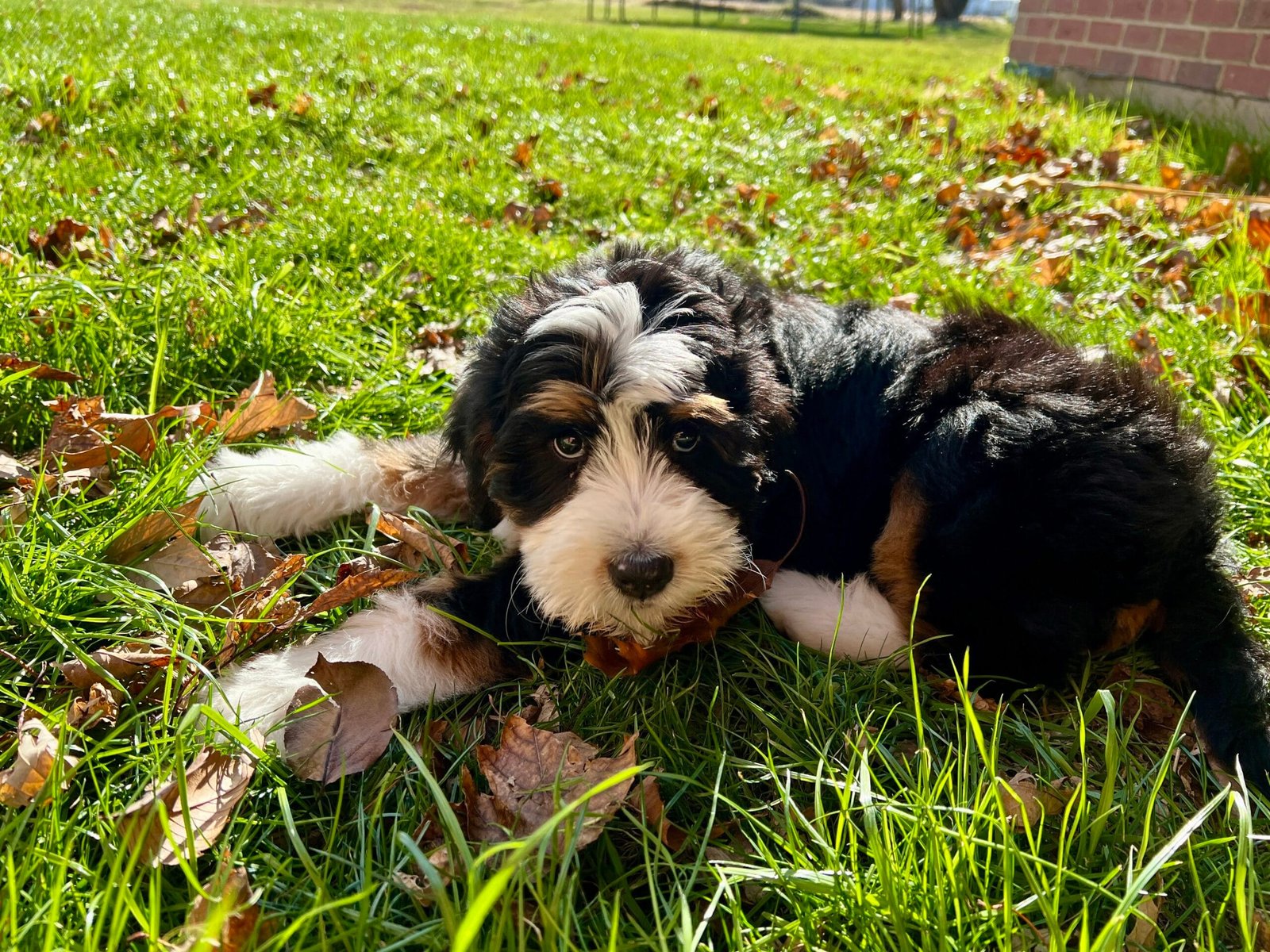 Dog On Leash For Potty Training