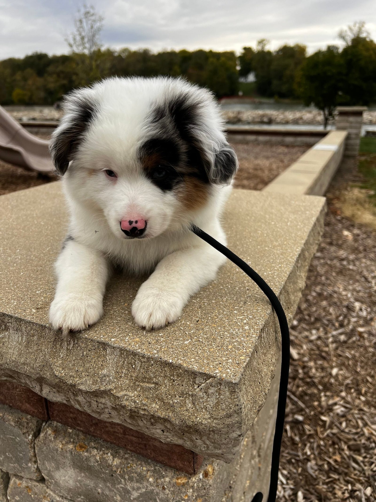 Puppy Training With Training That Lasts