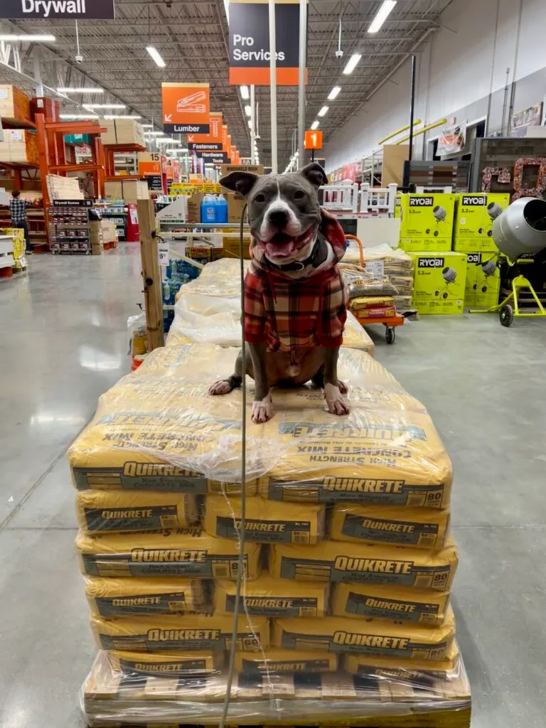 Mushu The Pitbull Putting In Work At Home Depot On A Bag Of Concrete With A Big Smile Cause Hes Working With Kim, A New Training Assistant With Training That Lasts