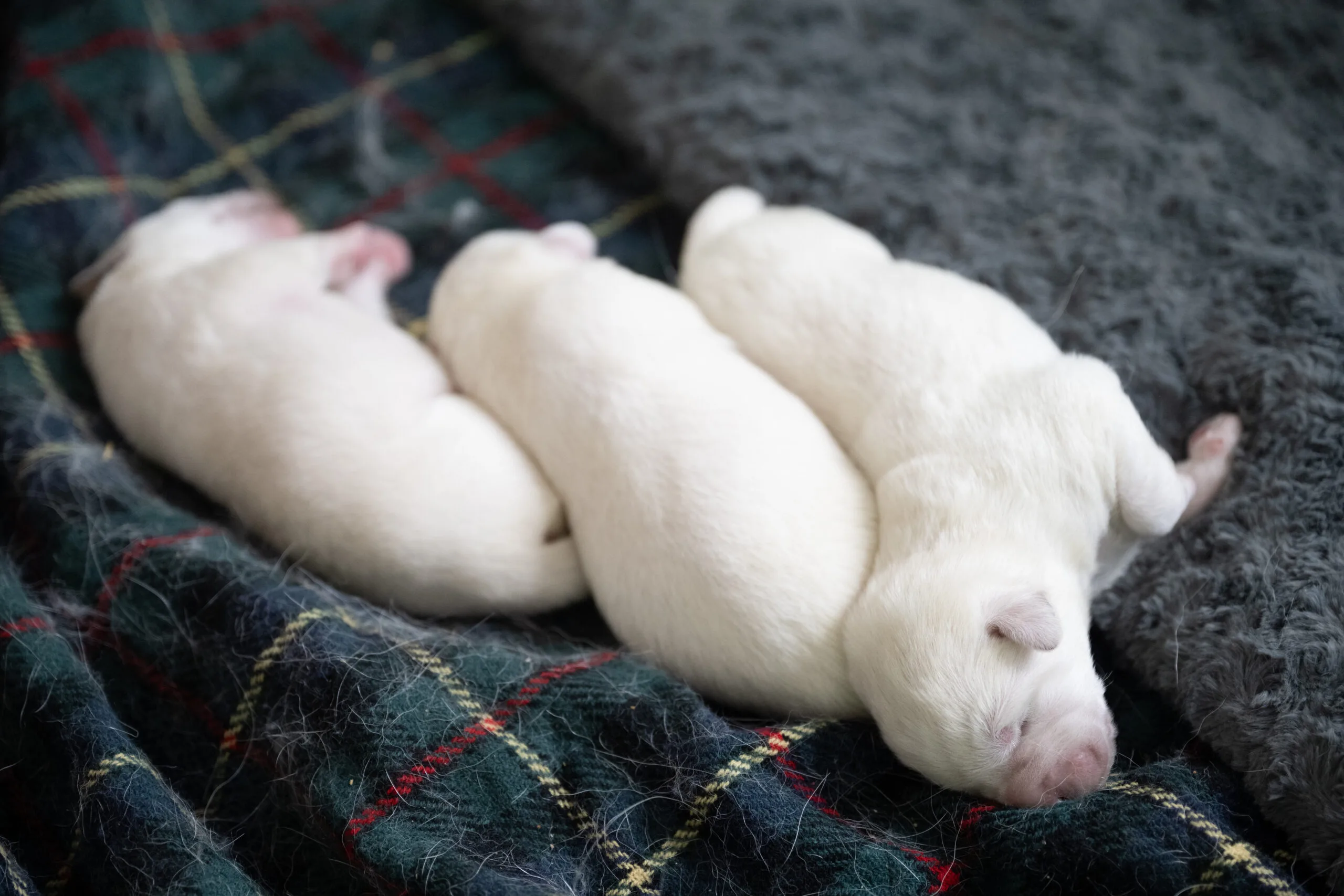 New Born Puppies Just A Couple Days Old.